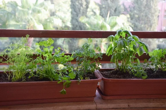 Kräuter in Töpfen auf einem Balkon